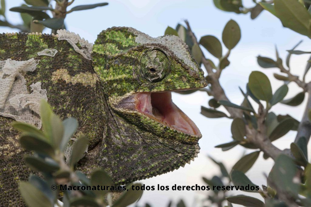 Un camaleón con la boca abierta a modo intimidante se situa en las ramas de un olivo.