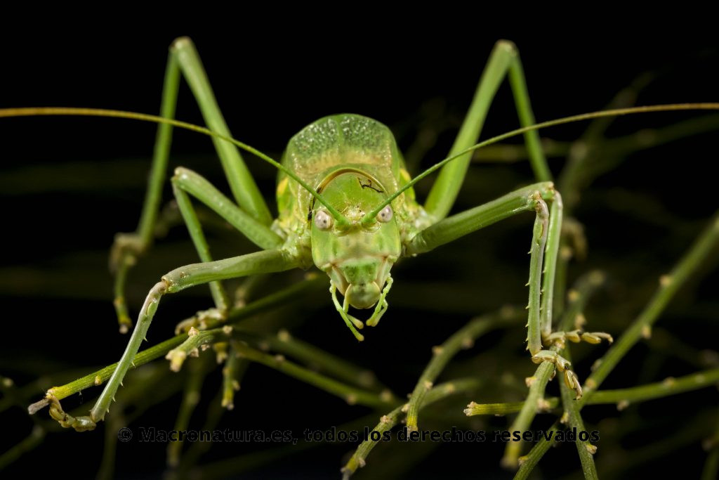 El insecto que muestra la imagen es una chicharra alicorta. Se posicione mirando a la camara con las patas y antenas extendidas. Además se posa sobre una vegetación con púas muy parecida a sus patas. El fondo es negro.