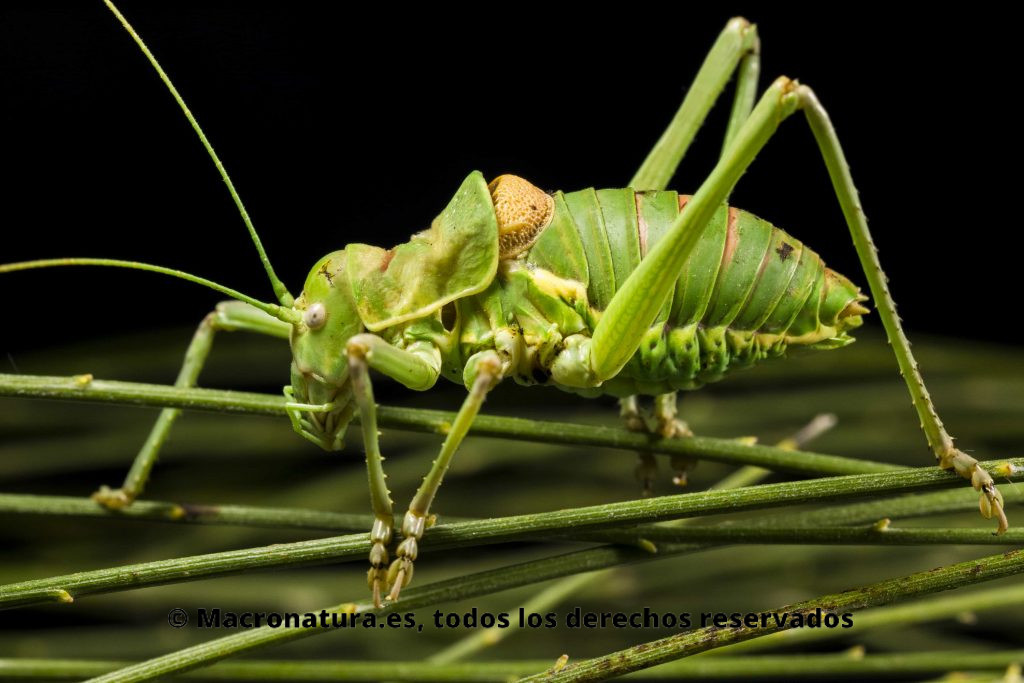 El insecto que muestra la imagen es una chicharra alicorta. Se posiciona lateralmente. Además se posa sobre una vegetación con púas muy parecida a sus patas. El fondo es negro.