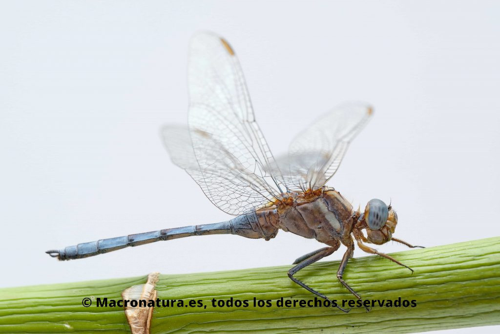Una libélula sobre una caña verde. La libélula se encuentra de lado observándose todo el cuerpo desde la cabeza hasta el final de su abdomen y cerco. El abdomen y cabeza presenta tonos azulados. 