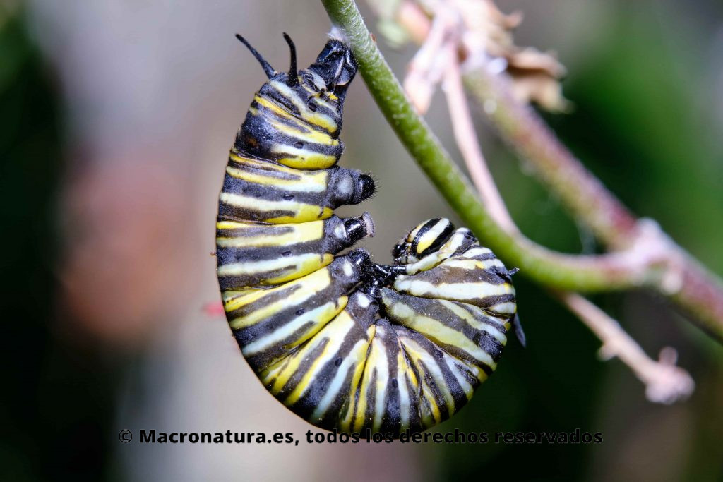 Una oruga de Mariposa Monarca iniciando el proceso para convertirse en Crisálida