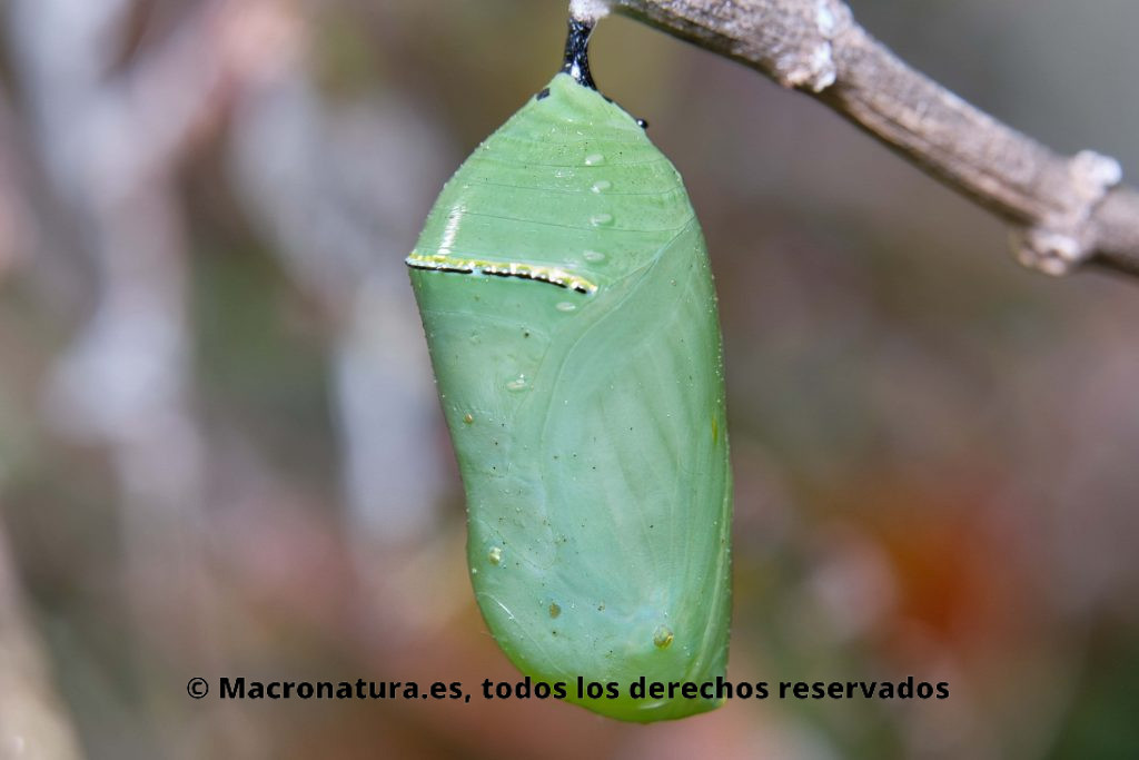 Una crisálida de Mariposa Monarca en fase inicial. Color verdoso.
