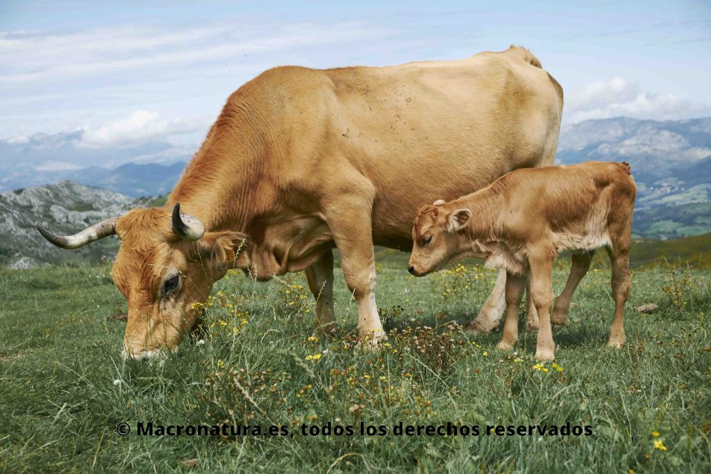 Vaca y su cría pastando en Lagunas de Covadonga. 