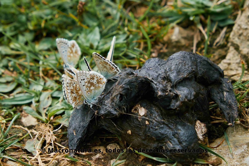 Un grupo de mariposas Lysandra bellargus comiendo excrementos, Mariposa coprófaga