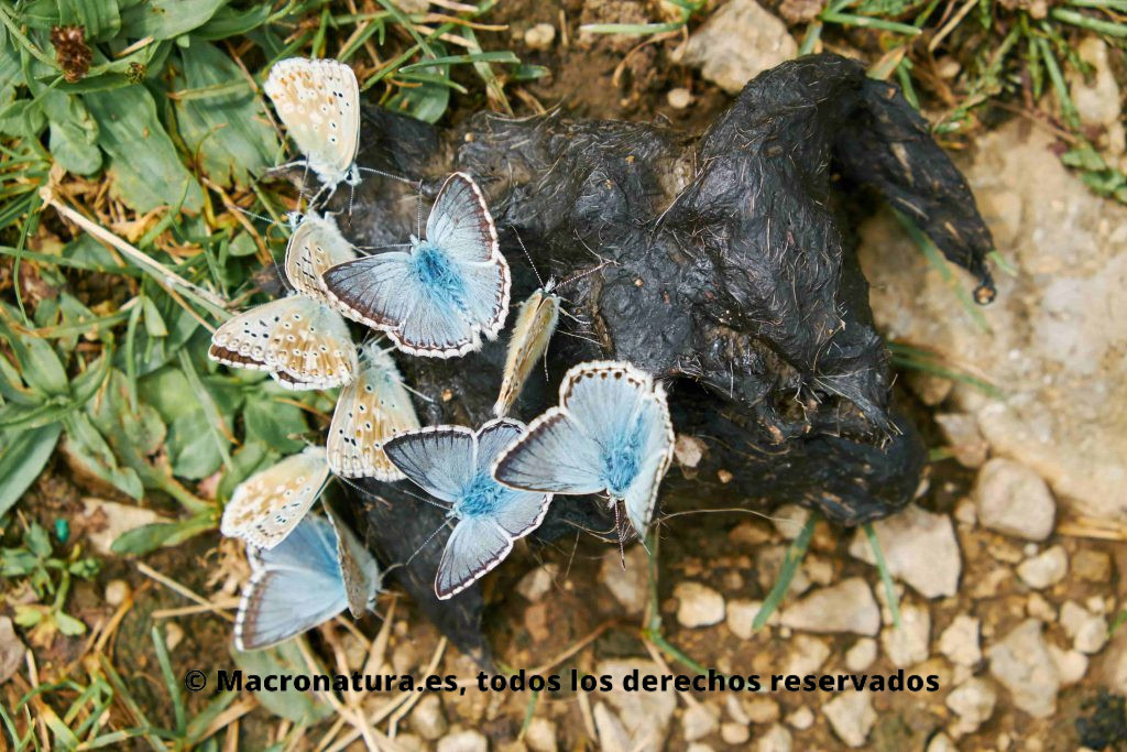 Un grupo de mariposas Polyommattus icarus comiendo excrementos, Mariposa coprófaga