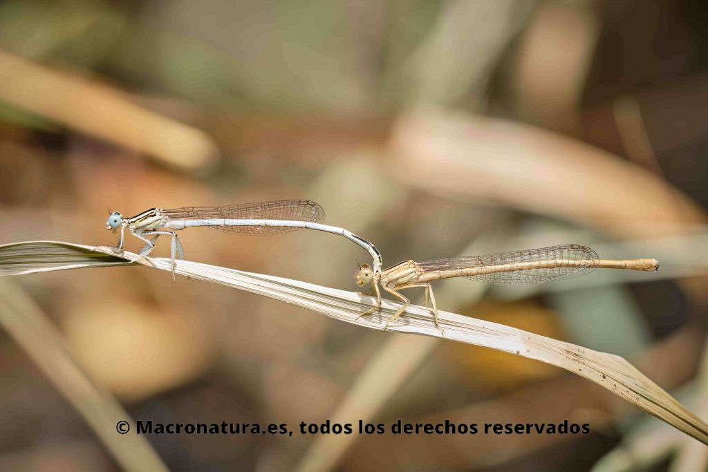 Dos ejemplares de Caballito del diablo patiblanco Platycnemis latipes. Macho a izquierda y hembra derecha.  Atrapada por el macho. Cuerpo esbelto y delgado del Caballito del diablo patiblanco Platycnemis latipes