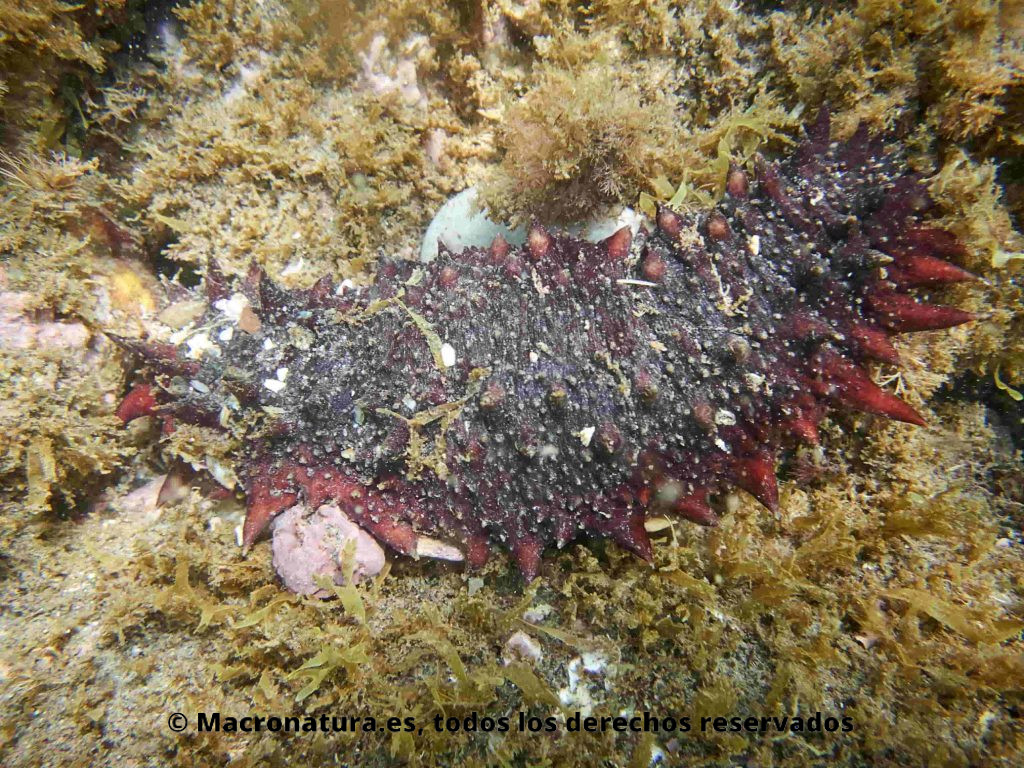 pepino de mar en su hábitat natural . 