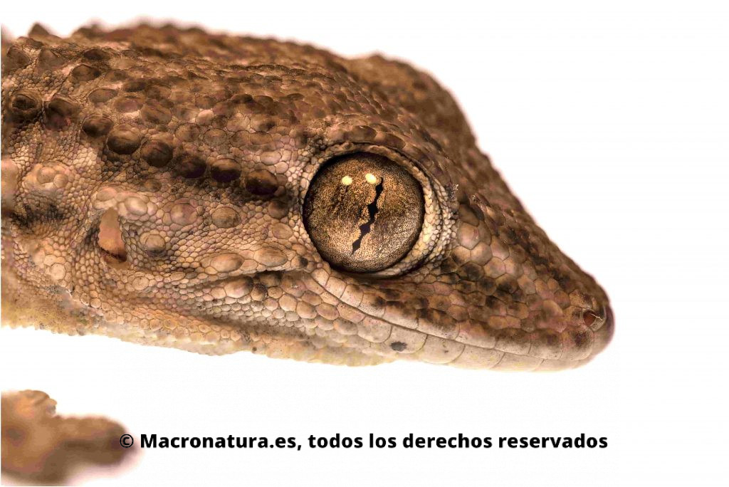 Primer plano de una Salamanquesa común Tarentola mauritanica. Detalle de ojo y pupila vertical. 