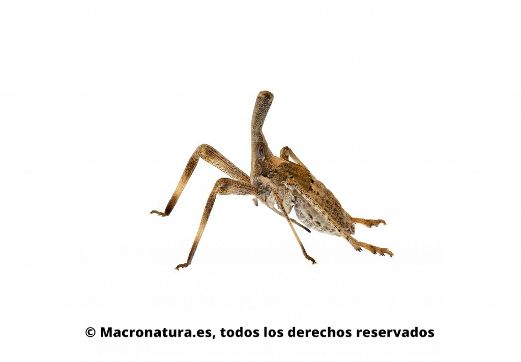 Almana Longipes en un fondo blanco. Insecto hemíptero. Se observa su peculiar cabeza patas largas y estilete replegado.