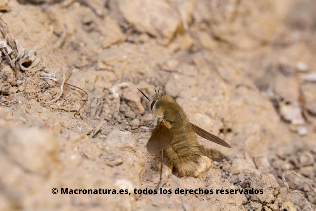 Mosca Abejorro Bombylius Major en el suelo depositando huevos en nido de avispa o abeja