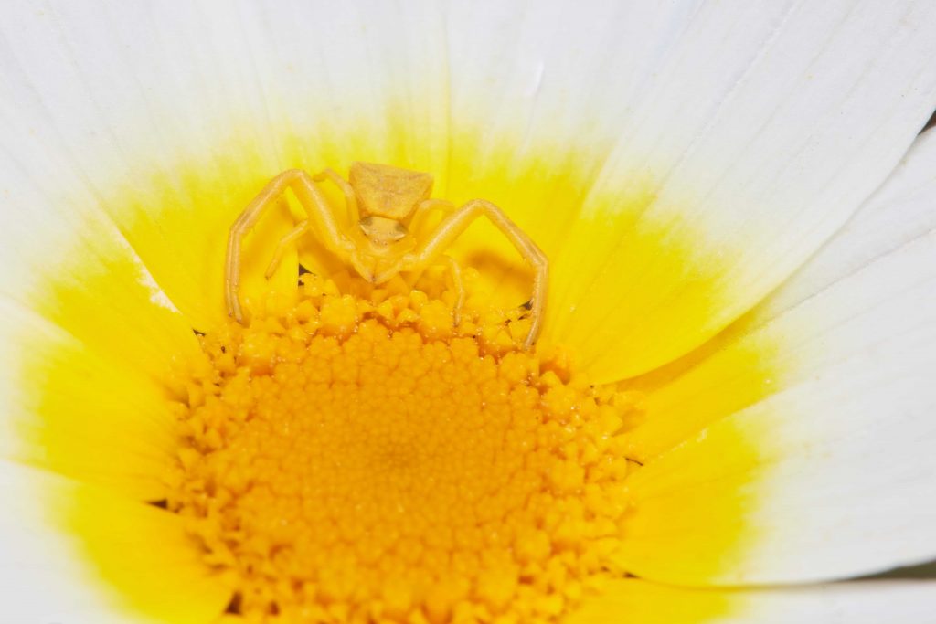 Araña cangrejo amarilla mimetizada en una flor de margarita