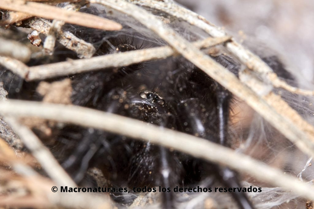 Macrothele calpeiana en su nido. Araña más grande Europa. Protegida.