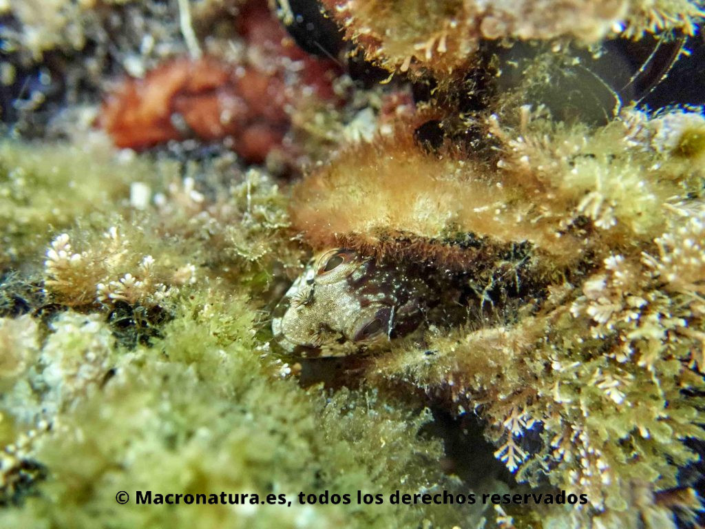 Blenios del Mediterráneo. Paralipophry trigloides blenio. En el interior de un mejillón vacío.