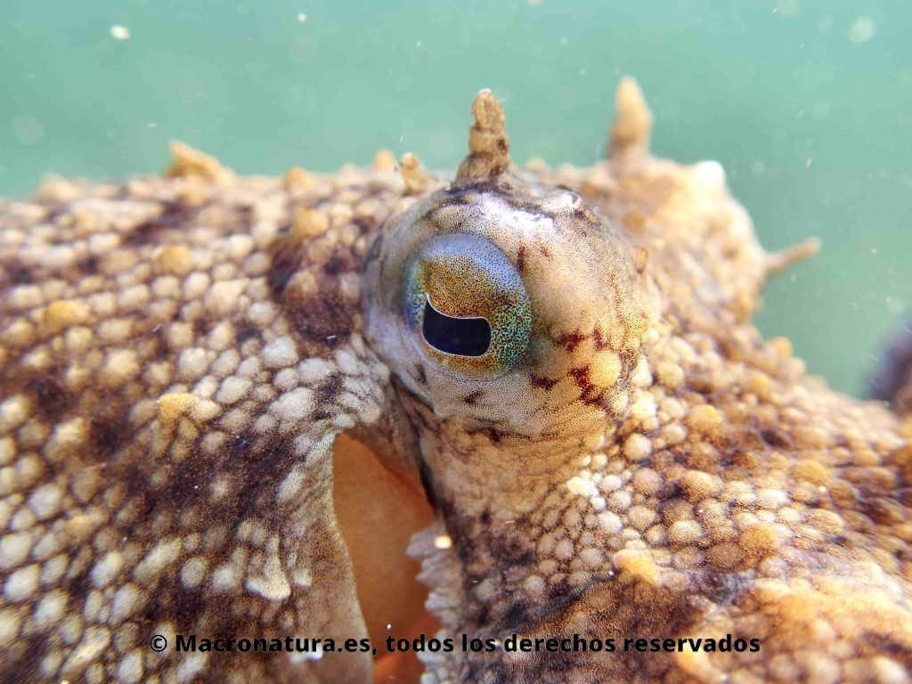 Primer plano de un Pulpo Común o de Roca Octopus Vulgaris.  Se observa el color del ojo