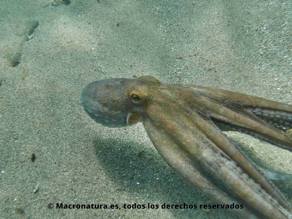 Un Pulpo Común o de Roca Octopus Vulgaris por una zona de arena