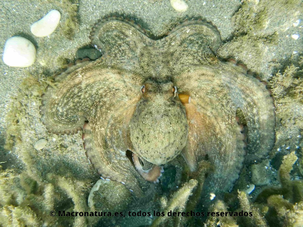 Pulpo Común o de Roca Octopus Vulgaris tratando de pasar desapercibido entre las rocas, algas y arena