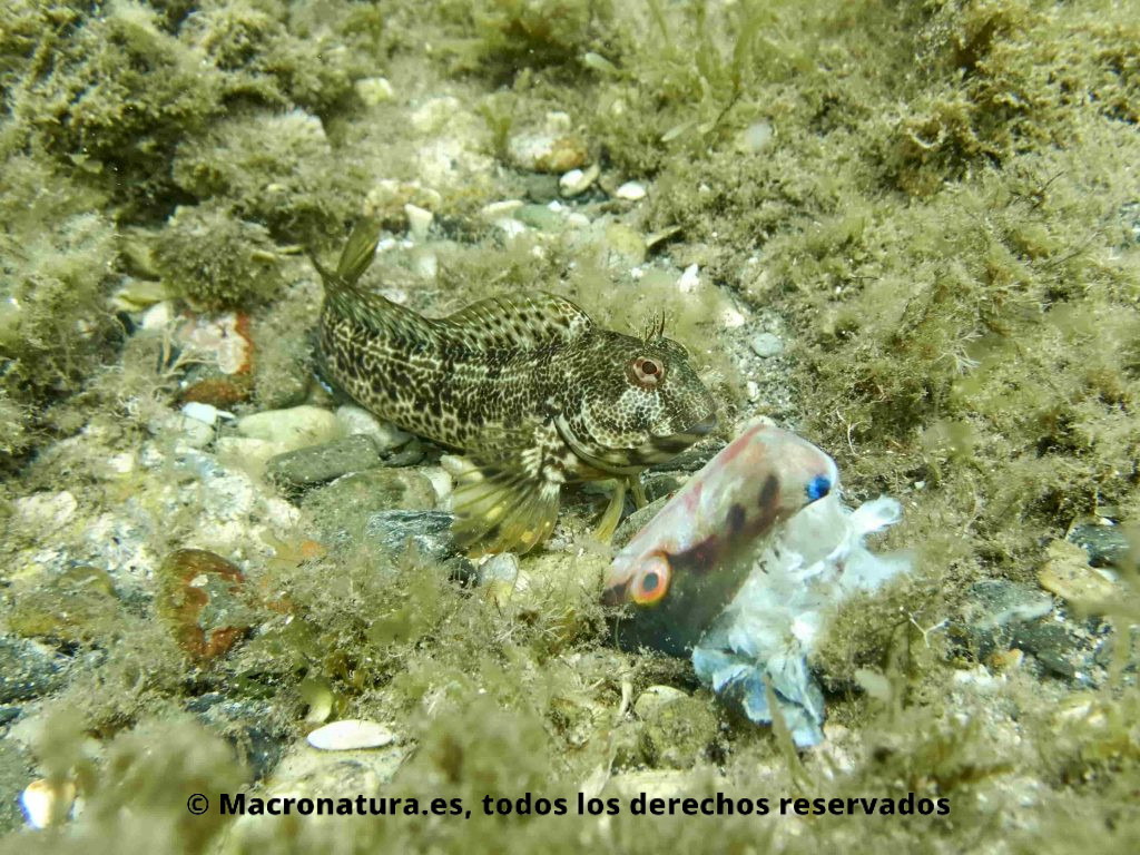 Blenios del Mediterráneo.  Parablennius Pilicornis junto a pez doncella (coris julis). junto a un resto de un pez 