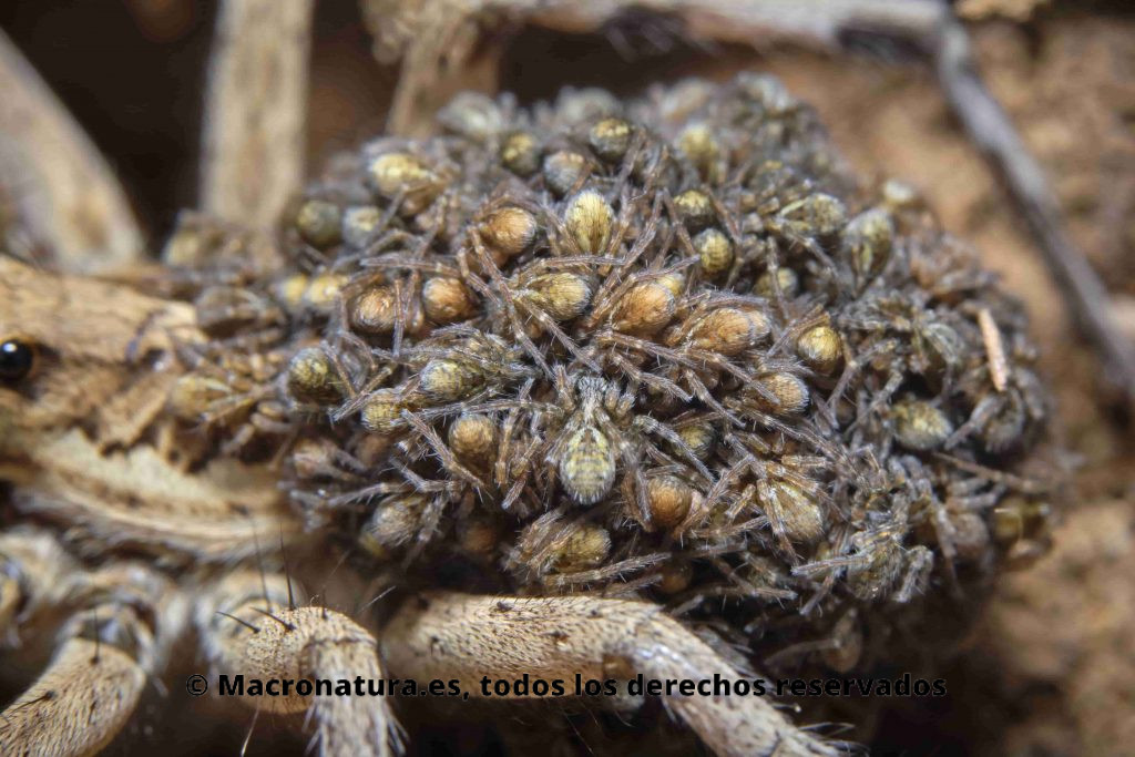 Primer plano de todas las crías de una  Araña Lobo Lycosa fasciiventris 