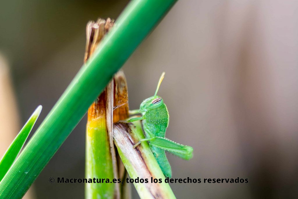 Saltamonte Anacridium aegyptium verde ninfa