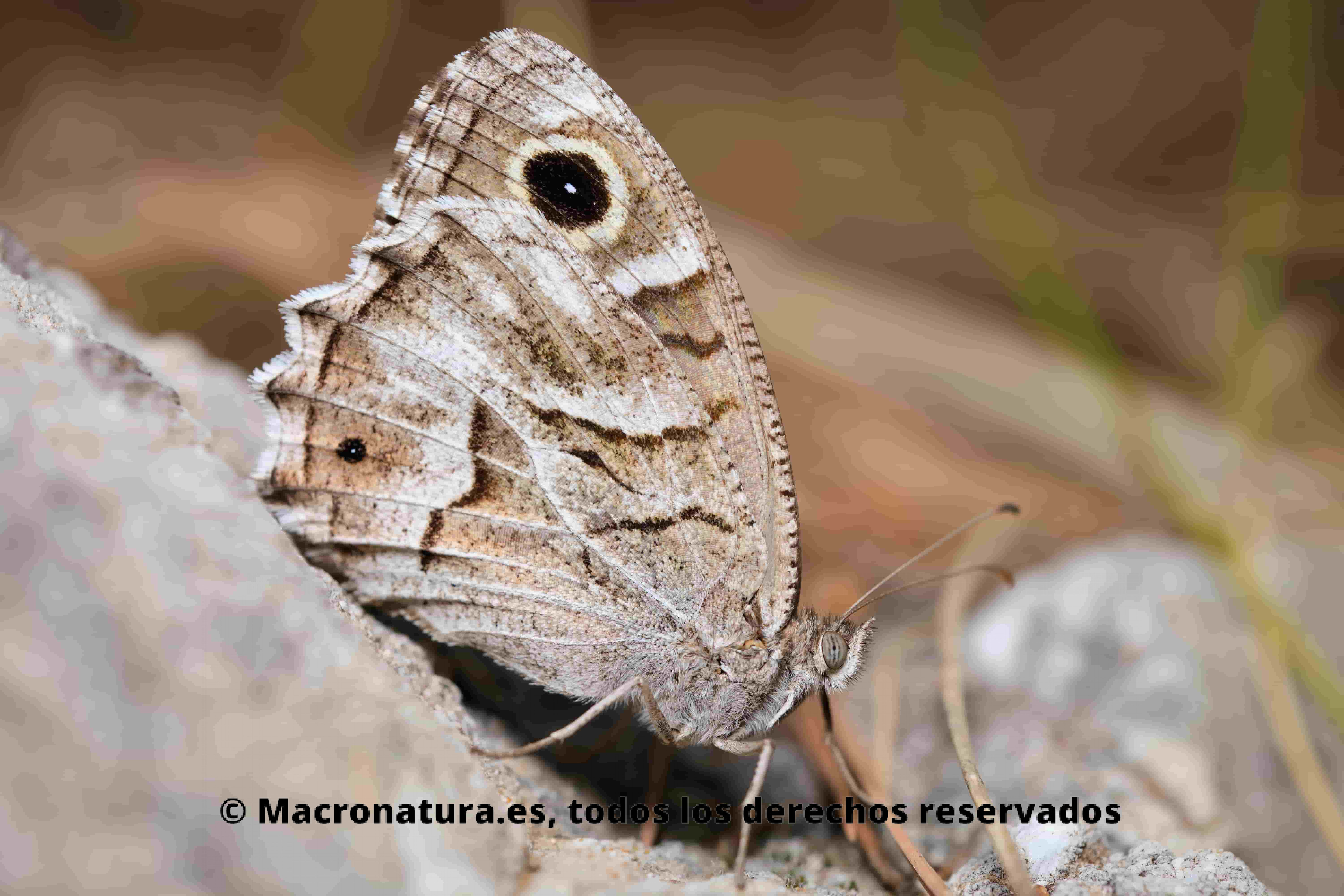 Mariposa Festón Blanco Hipparchia fidia. Lateral junto a una piedra