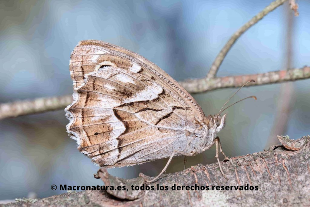 Mariposa Festón Blanco Hipparchia fidia. Lateral junto a una piedra en un tronco de un pino