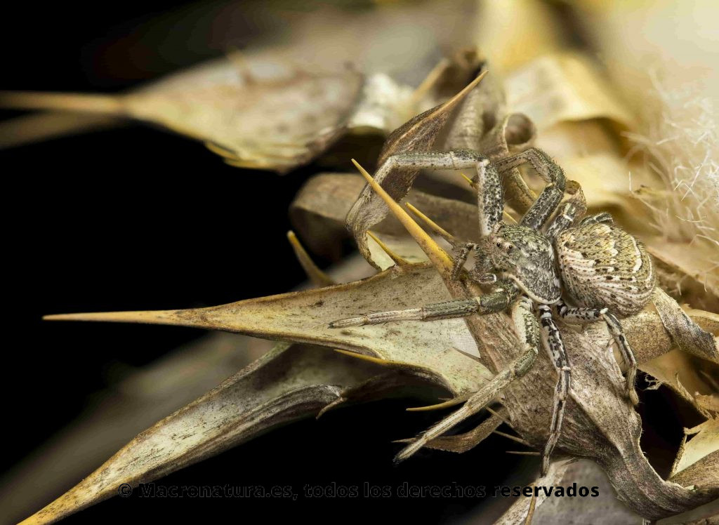 Arañas cangrejo del género Xysticus en una flor de cardo
