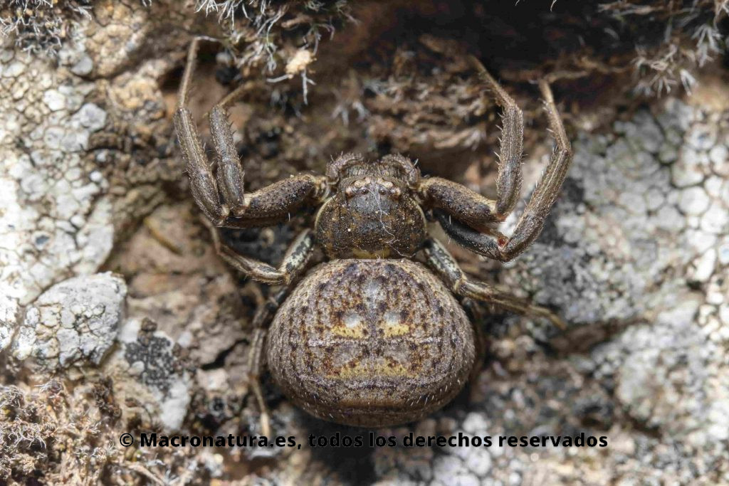 Araña cangrejo del género Xysticus a nivel del suelo, detalle del abdomen