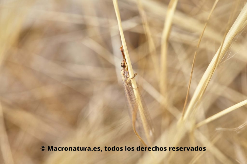 Hormiga León Macronemurus appendiculatus camuflada