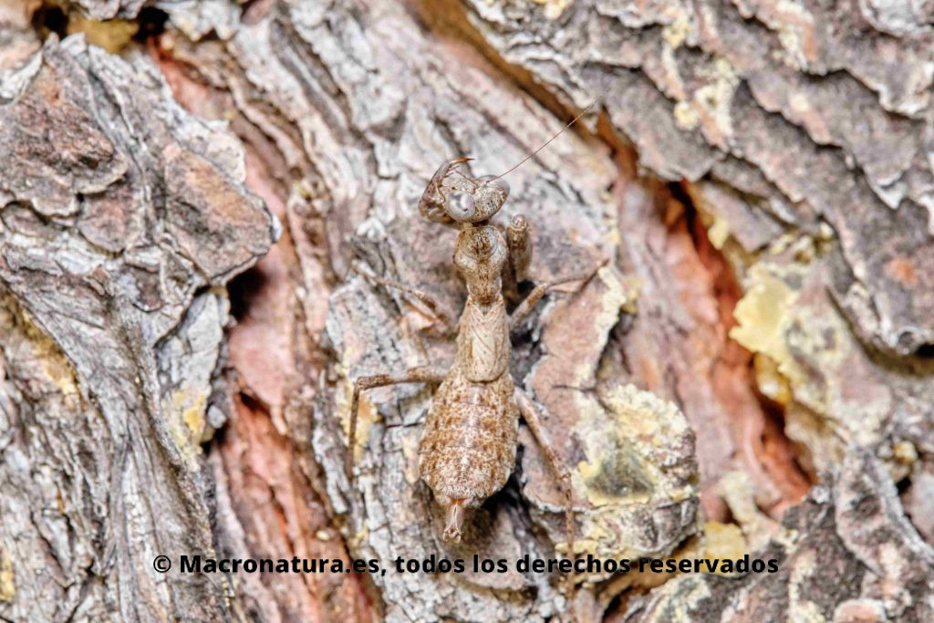 Mantis europea Ameles spallanzania en el tronco de un pino. Camuflaje perfecto.