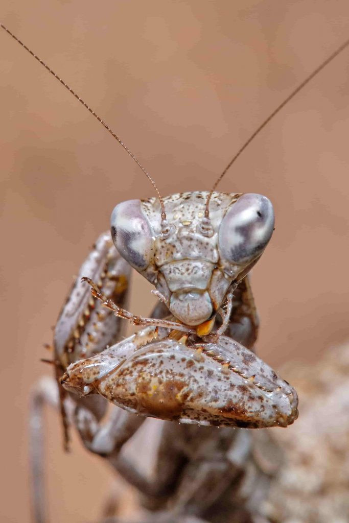 Mantis europea Ameles spallanzania limpiandose parte de la tibia y tarso. Ojos picudos.