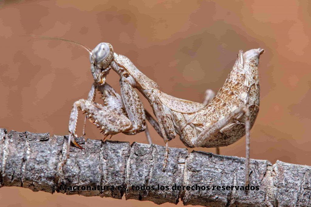 Mantis europea Ameles spallanzania en postura lateral