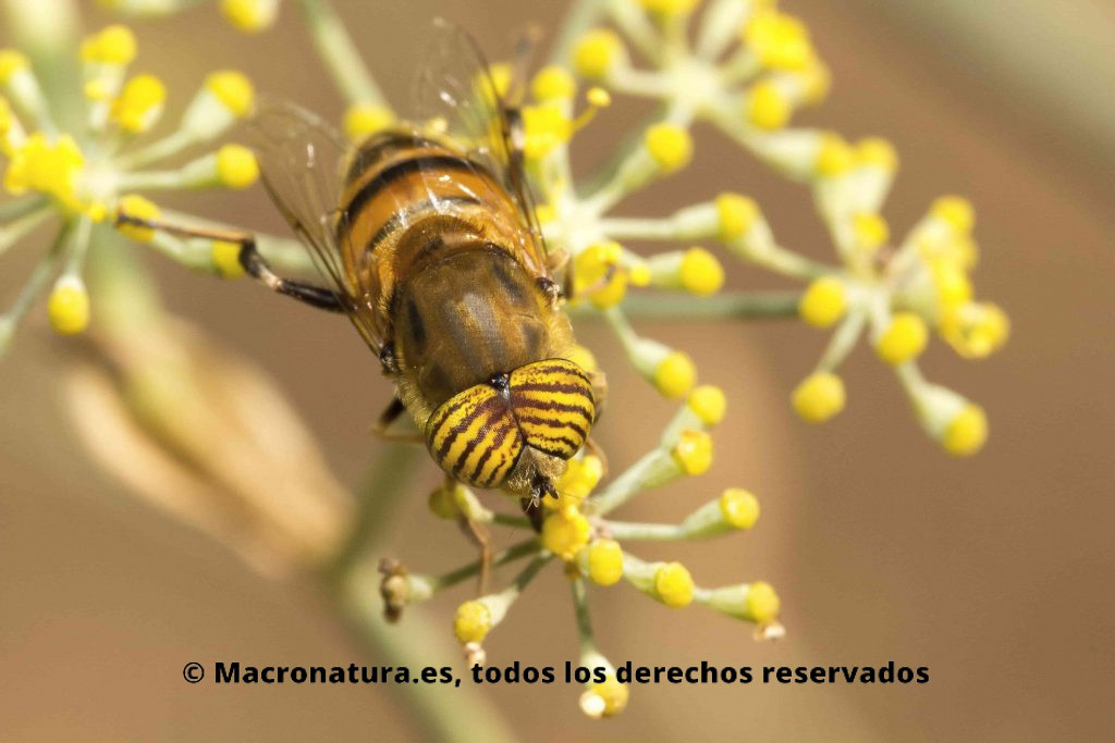 Mosca Eristalinus taeniops. Mosca Tigre sobre una flor de hinojo. Moscas de las flores Eristalinus