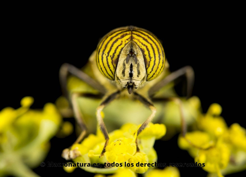 Mosca Eristalinus taeniops. Mosca Tigre sobre una flor de hinojo en un fondo negro. Moscas de las flores Eristalinus