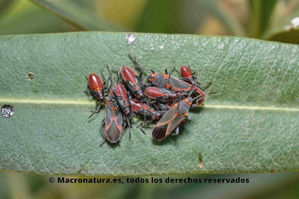 Un grupo de Chinches de las adelfas Caenocoris nerii.