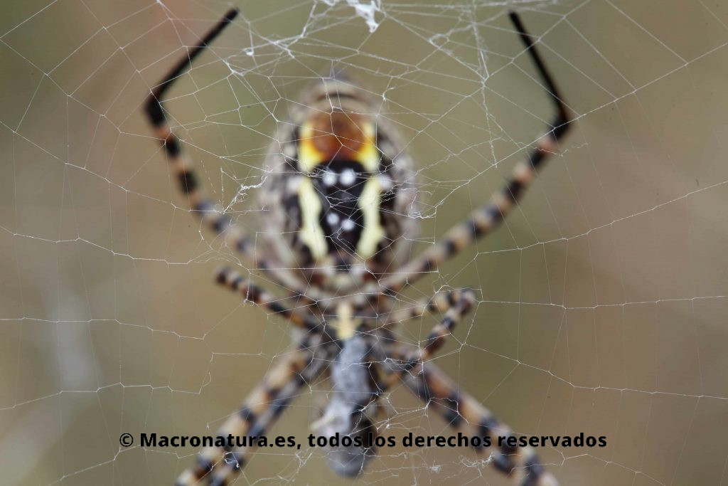 Araña Argiope Trifasciata. Araña de jardín bandeada detalle de hilos de seda en la tela de araña