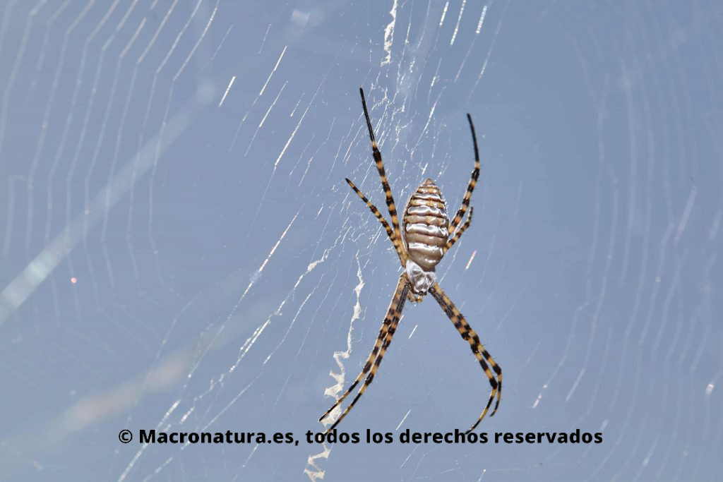 Araña Argiope Trifasciata. Araña de jardín bandeada en su tela de araña