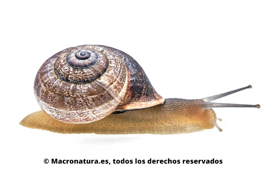 Caracol Otala Punctata. Se observa la concha y parte de su cuerpo, ojos y apéndices retráctiles.