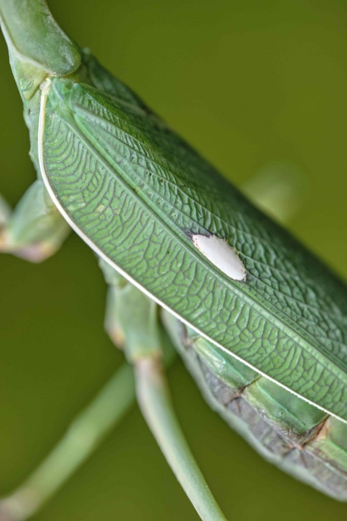 Mancha blanca típica de una Sphodromantis viridis