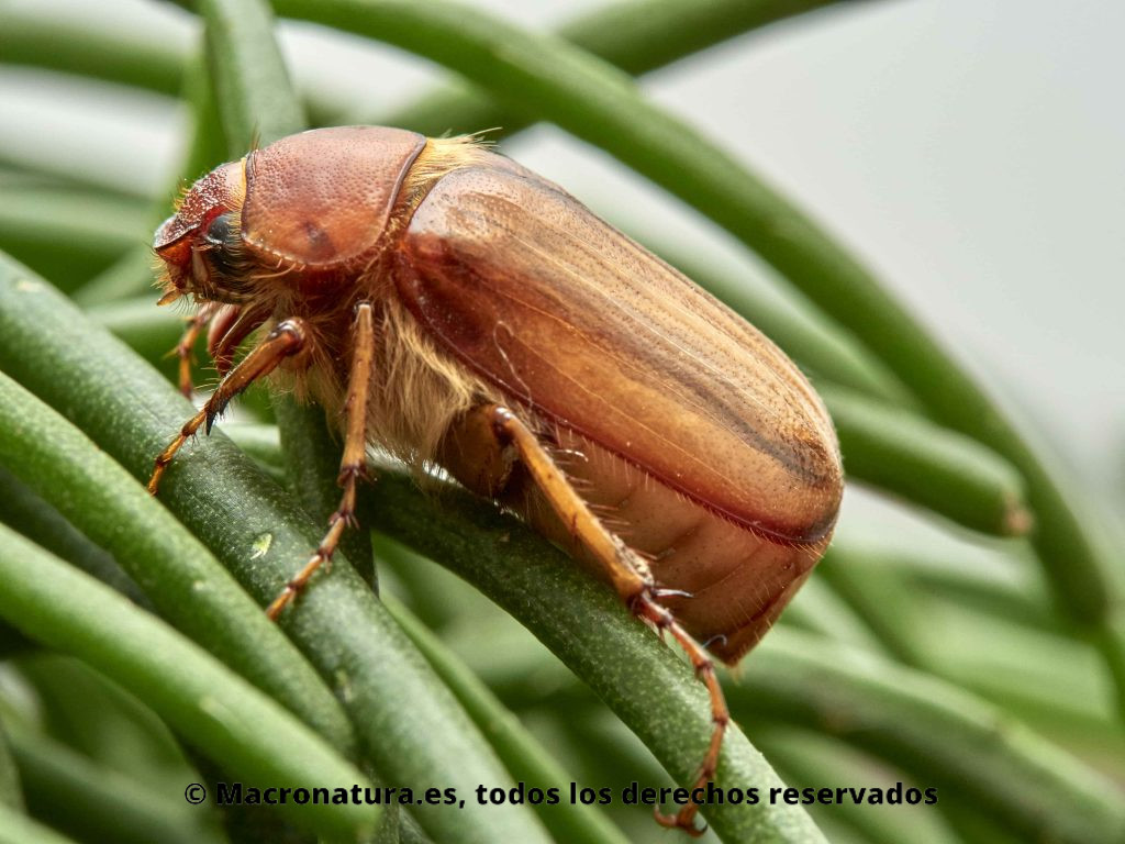 Escarabajo Amphimallon solstitialis. Vista lateral