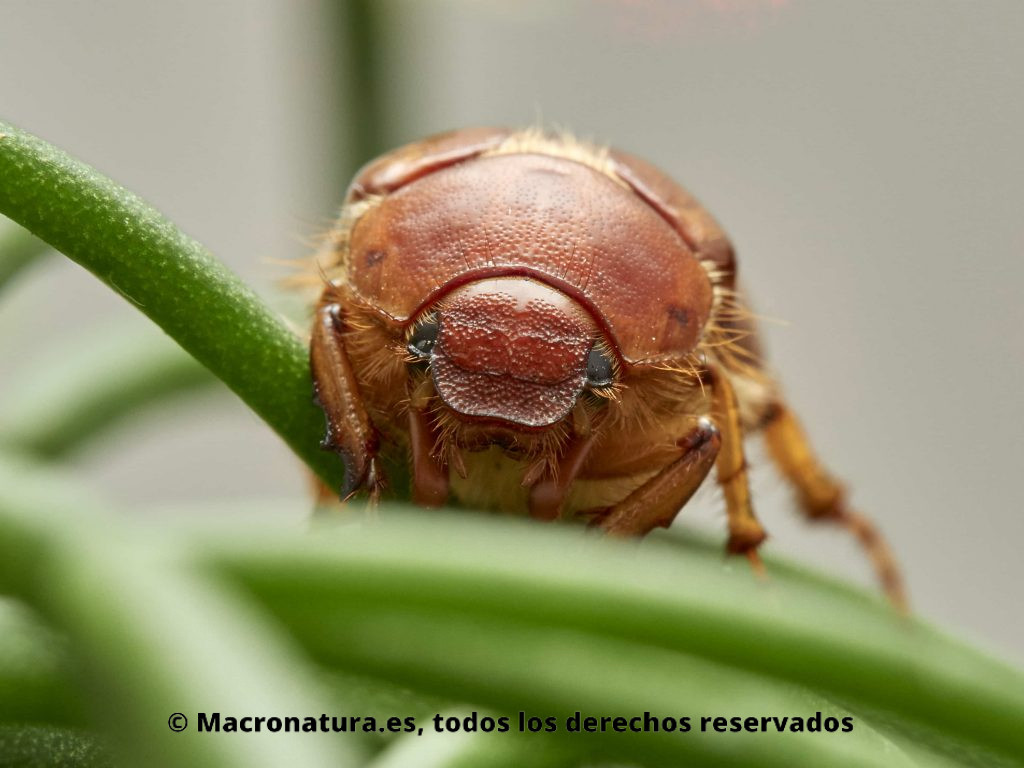 Escarabajo Amphimallon solstitialis. detalle de cabeza y ojos
