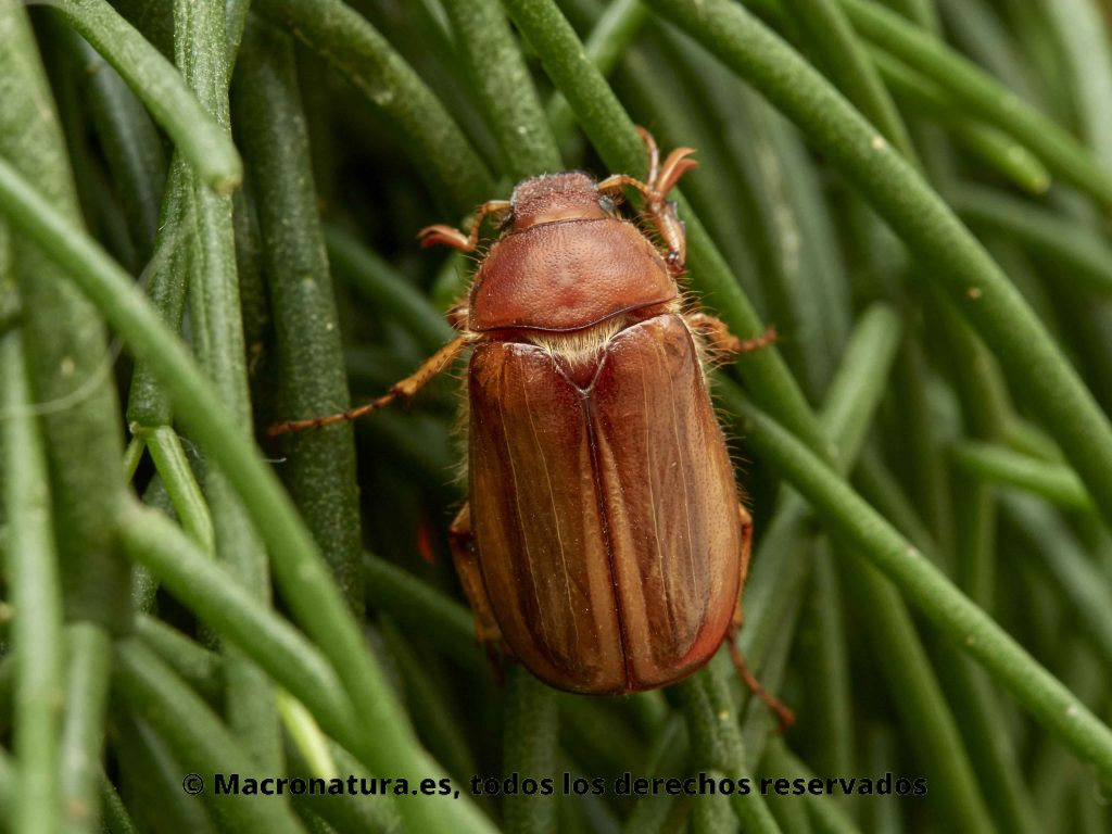 Escarabajo Amphimallon solstitialis detalle de élitros