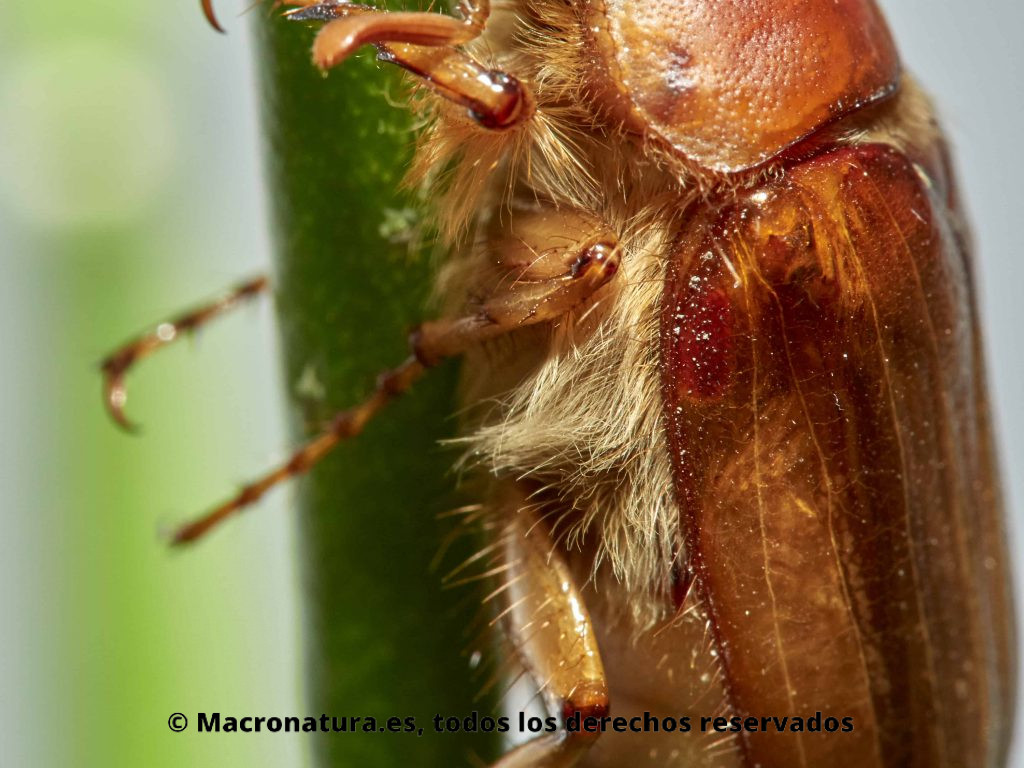 Escarabajo Amphimallon solstitialis. Detalle de pelosidadades, vellosidades.