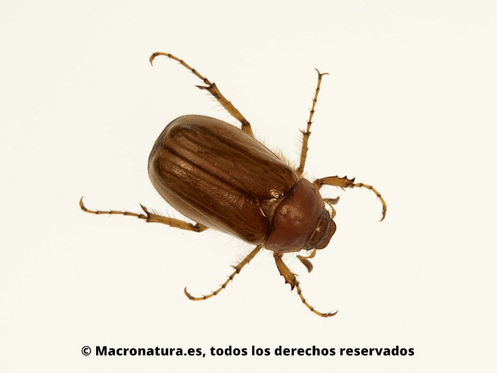 Escarabajo Amphimallon solstitialis. Vista cenital en fondo blanco