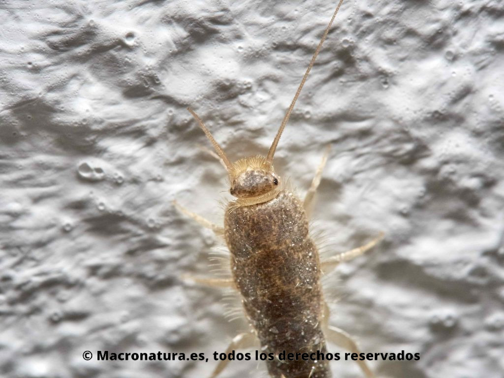 Pececillo de plata Ctenolepisma longicaudata detalle de ojos, palpos y antenas