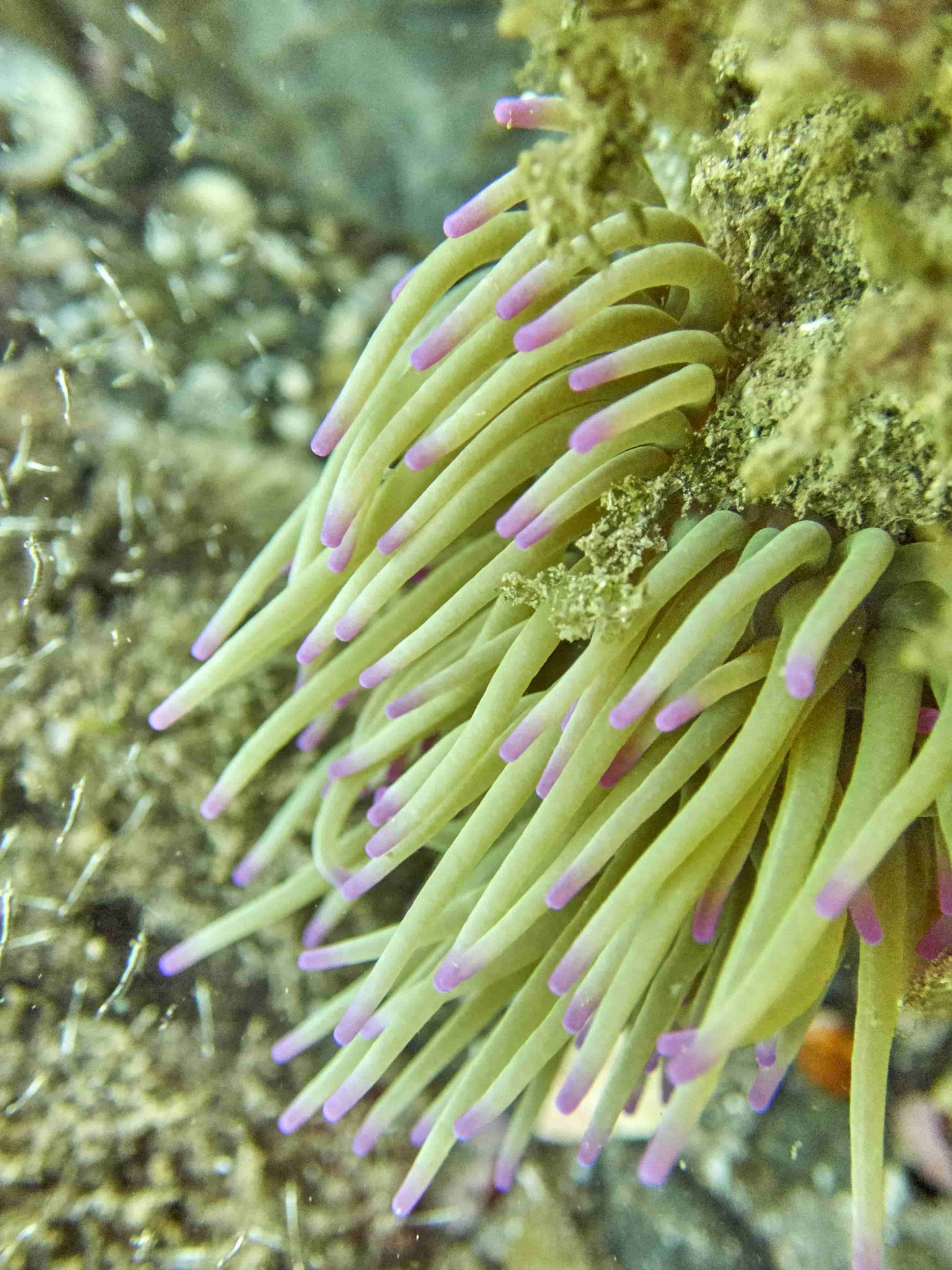 anemona de mar comun