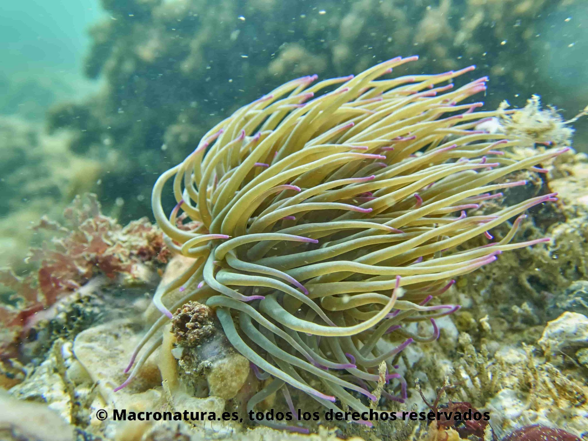 anemona de mar