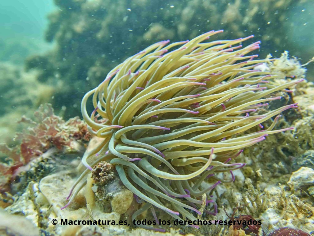 Una Anémona común Anemonia Sulcata en movimiento por la corriente marina