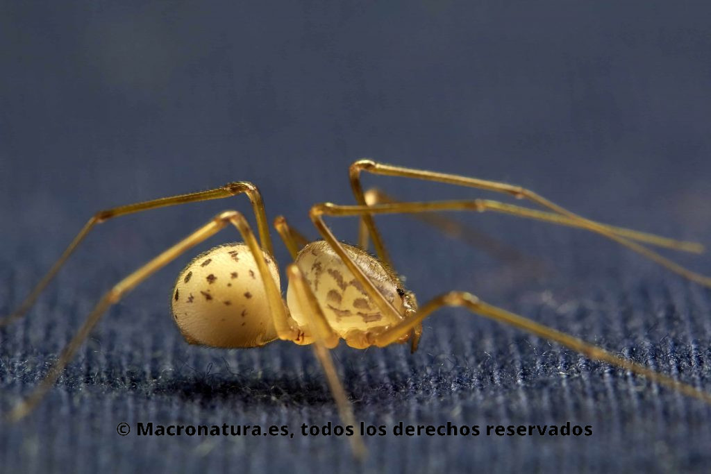 Araña escupidora Scytodes thoracica de perfil