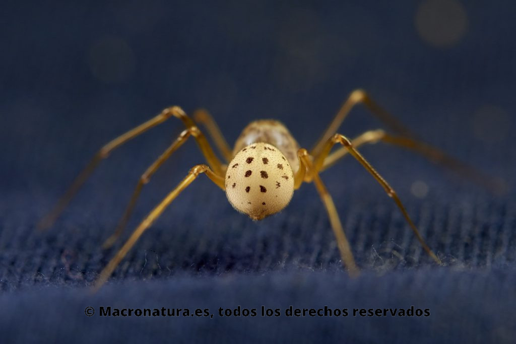 Araña escupidora Scytodes thoracica . Vista de abdomen