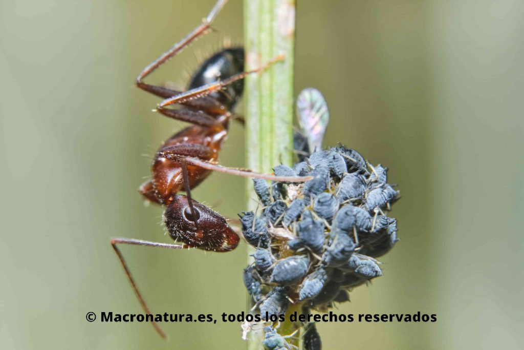 Una hormiga con un grupo de pulgones en una planta de hinojo. Simbiosis entre hormigas y pulgones